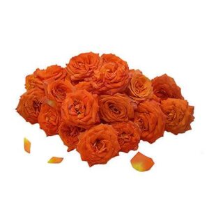 Orange Button Roses