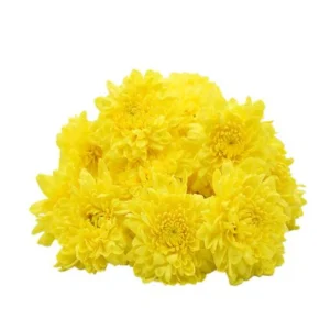 Loose Chrysanthemums Flowers for Home Decor