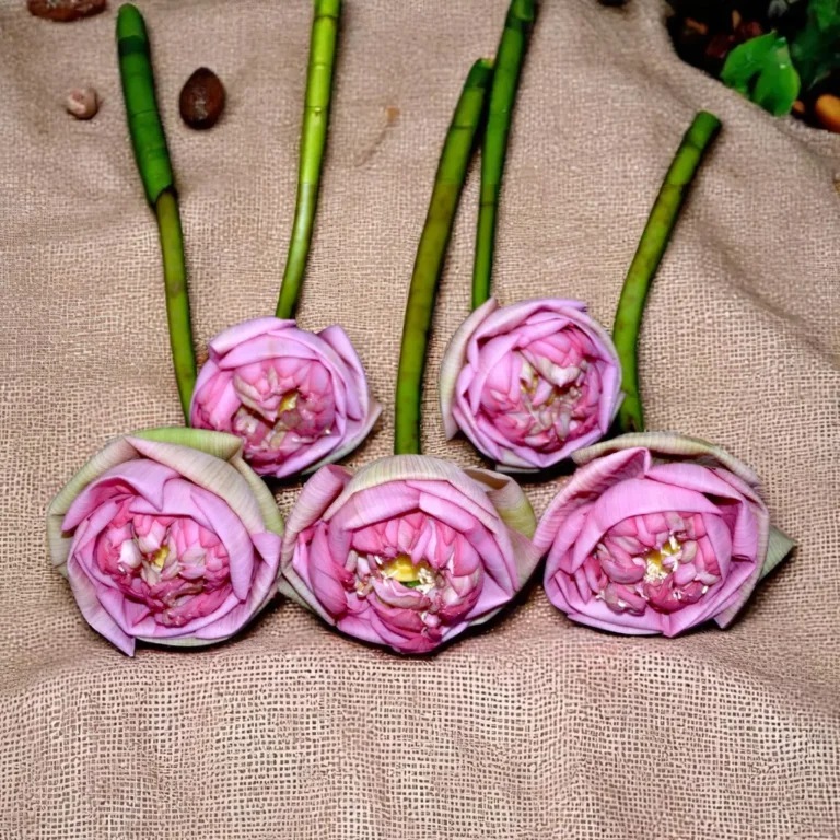 Lotus (Kamal) - Image 2