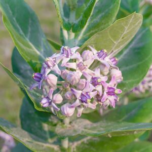 Aak/Akanda/Madar (Calotropis)