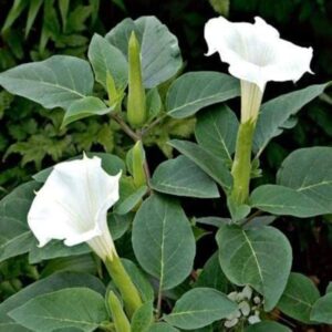 Dhatura (Thorn Apple)