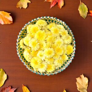 Chrysanthemum (Shevanti)