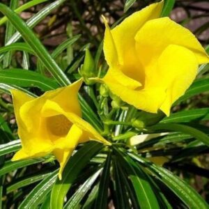 Kaner (Oleander)