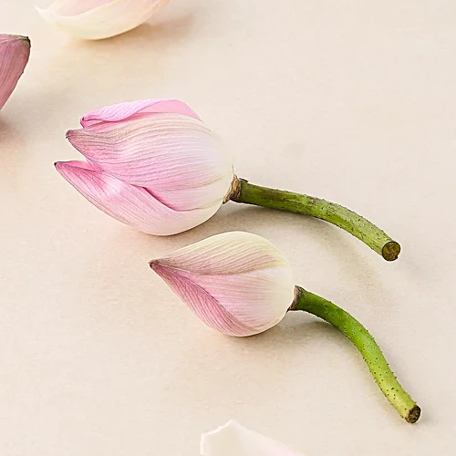 White Lotus