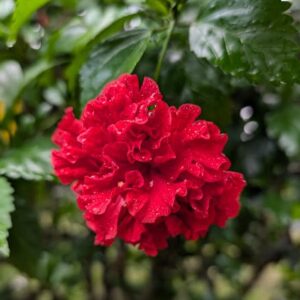 Hibiscus (Gudhal)