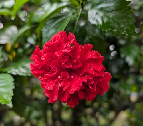 Hibiscus (Gudhal)