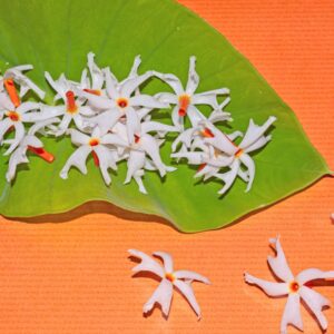 Parijat (Night-flowering Jasmine/Harsingar)