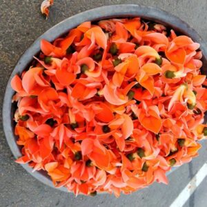 Palash (Tesu)