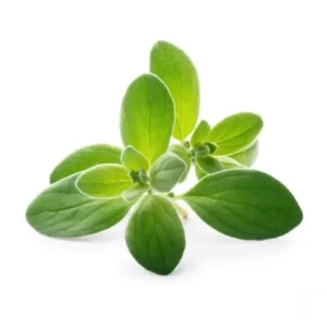 Marugu leaves